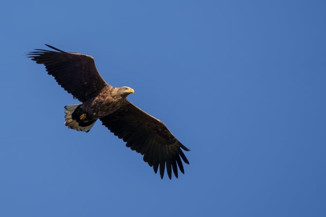 Exmoor National Park Authority (ENPA) will host a White-tailed Eagle information event from Tuesday, 21 January at Exford Village Hall. 