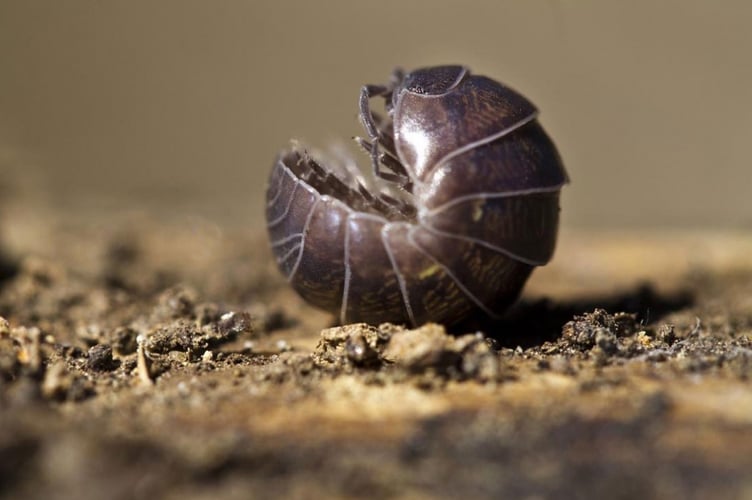 Pill woodlice curl up into balls when threatened (Photo: Q-files)