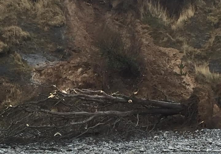 A fallen tree lies at the foot of cliffs near Watchet.