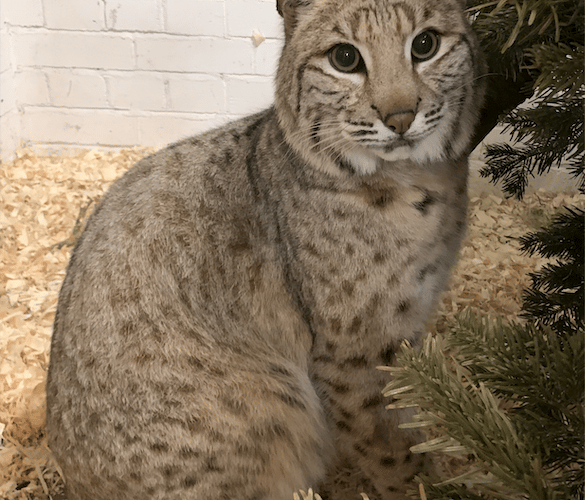 Tropiquaria Zoo has saved Bode the bobcat from being put to sleep. PHOTO: Sam Tull, Tropiquaria.