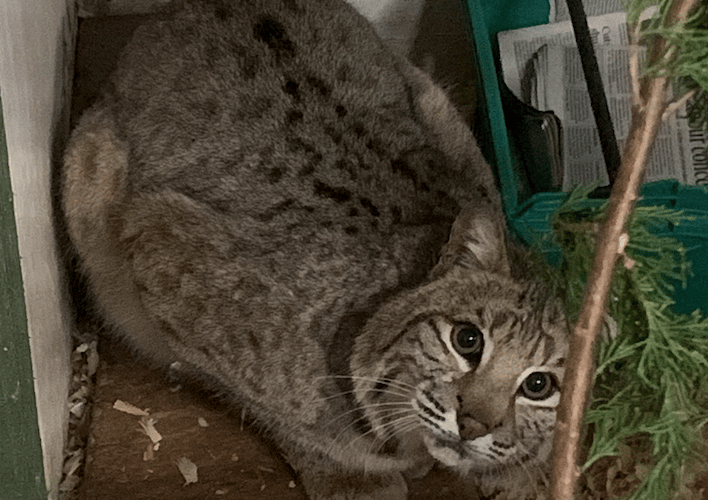 Safe for now, Bode the bobcat after being taken in by Tropiquaria Zoo. PHOTO: Sam Tull, Tropiquaria.