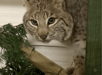 Zoo rescues bobcat hours before vets due to euthanise it