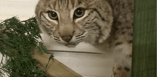 Zoo rescues bobcat hours before vets due to euthanise it