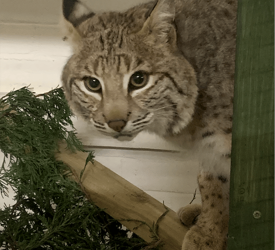 Bode the bobcat has been saved by Tropiquaria Zoo. PHOTO: Sam Tull, Tropiquaria.