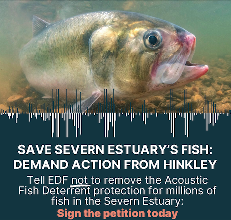 Campaigners have launched a petition demanding fish deterrents are installed on water intakes for Hinkley Point C.