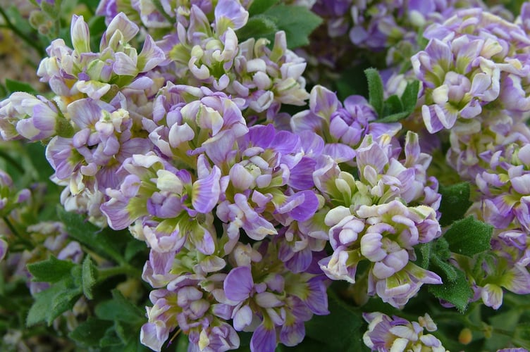 Last year the Irish Garden Plant Society’s rare Aubrieta ‘Shangarry’, an attractive double flowering plant that resembles Parma Violets, won the Threatened Plant of the Year competition