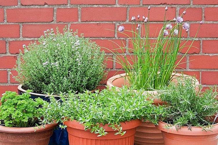 Herbs can be easily grown in pots