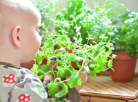 Good Gardening: Growing herbs is child's play