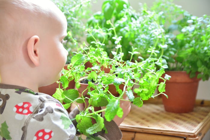 Kid admiring and attending to plants gardening