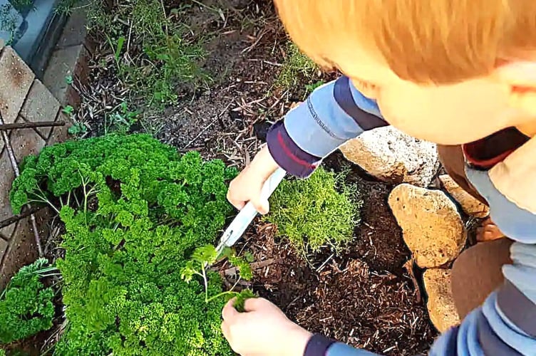 Youngster attending to his parsley