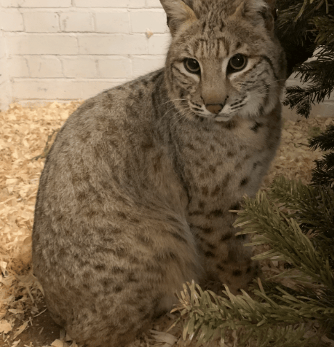 Bode the bobcat was saved by Tropiquaria Zoo from being euthanised.