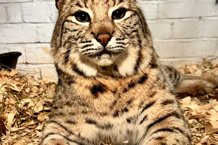 A £3,500 appeal looks set to be reached to keep bobcat Bode in West Somerset.