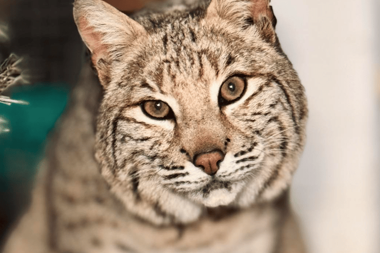 Rescued bobcat Bode looks likely to stay in Tropiquaria Zoo after a fund-raising drive.