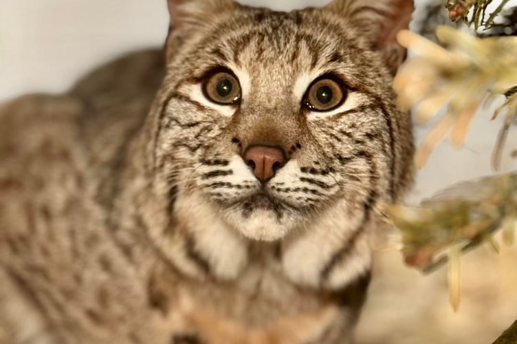 Bode the bobcat is being given a home in Tropiquaria Zoo after the success of a fund-raising appeal.