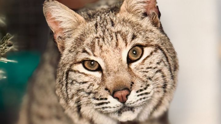 Tropiquaria Zoo has taken in bobcat Bode after he was at risk of being put down following the closure of a big cat sanctuary.