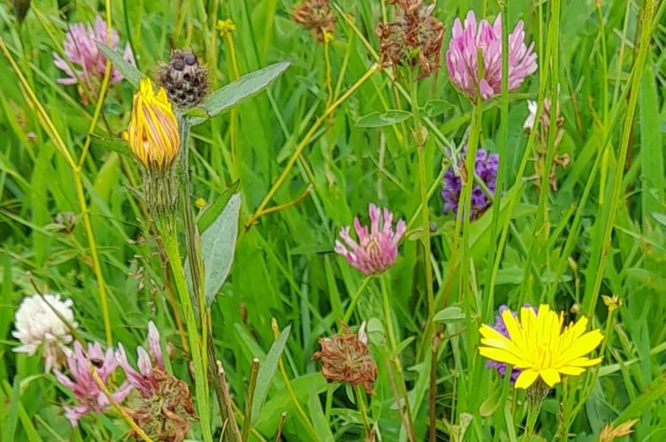 Meadow flowers on Exmoor are being celebrated as part of a nature festival from May into June this year. PHOTO: ENPA.