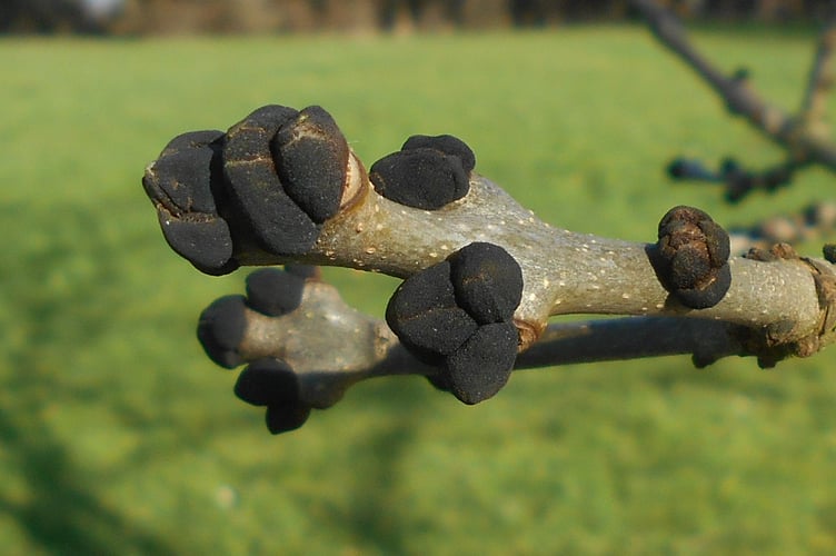 The distinctive black buds of Ash trees