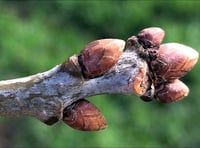 NATURE DIARY: Here's how to twig a tree's secrets