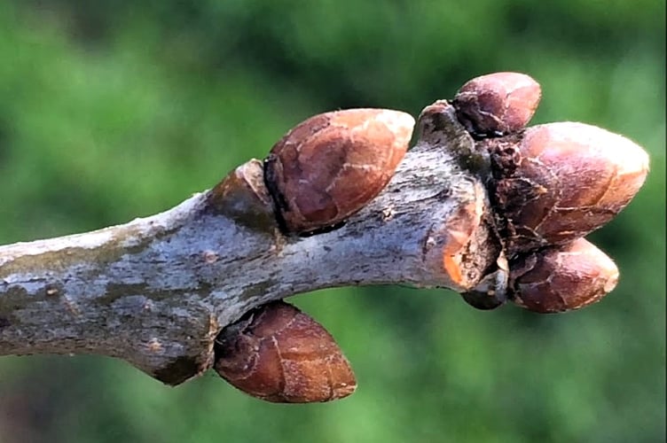 Oak tree buds (Photo: Exeter Trees)    