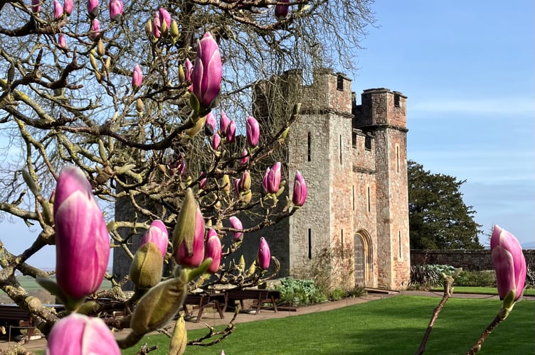 Magnolias flowering with Tenants' Hall in the background, (Photo: Kiera Collins, National Trust)