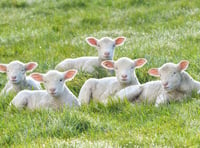 Warning to dog owners after sheep killed